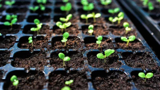 🌱 Nieuwe buurtkwekerij bij de Groene Hub – kom zaaien en planten! 🌱