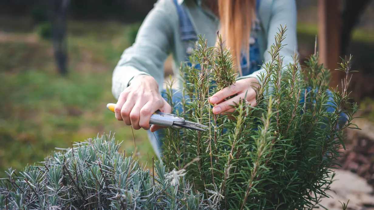 Gratis workshop 'Kruiden Stekken'