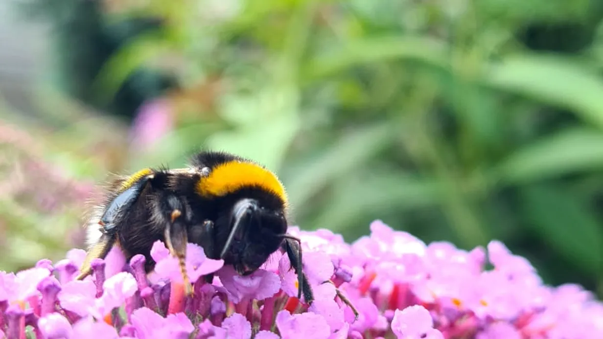 Lentefeest op De Bokkesprong