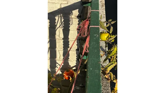 Ayse maakt van haar balkon een groene oase