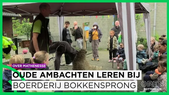 Schaapscheerfeest bij de Bokkesprong brengt jong en oud bij elkaar