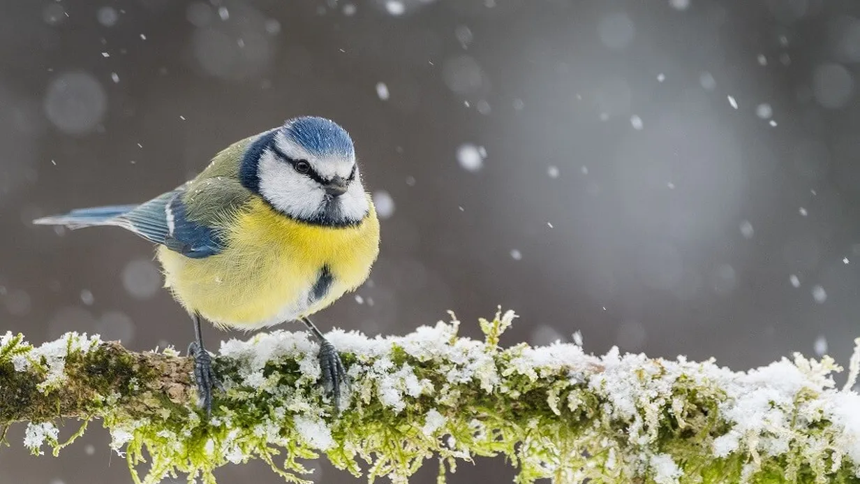 Vogelactiviteit in de wijk