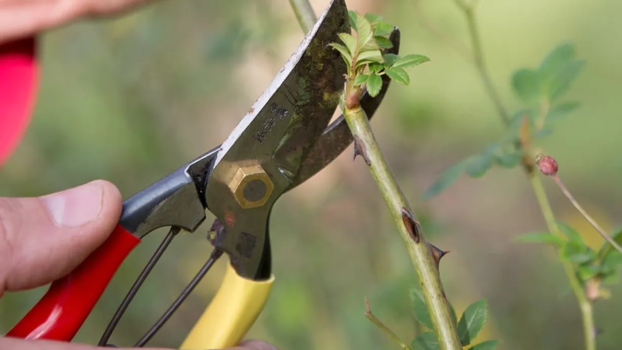 Workshop snoeien (gratis)