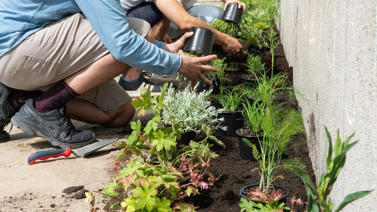 🌱 Oud-Mathenesse in Bloei: samen maken we de wijk groener met een flinke geveltuin!