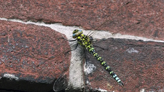 Soorten tellen tijdens de Bioblitz