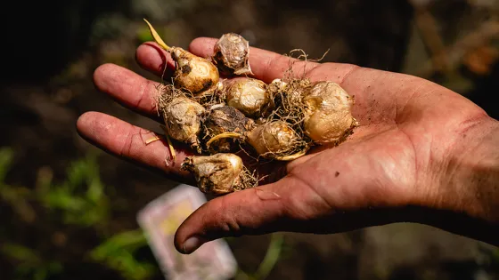 Gratis bloembollen actie