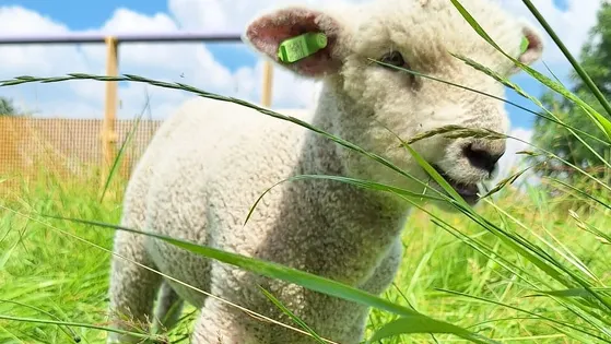 Schaapscheerfeest op de Bokkesprong