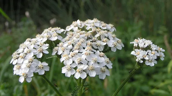 Natuur in Mathenesse: het Duizendblad